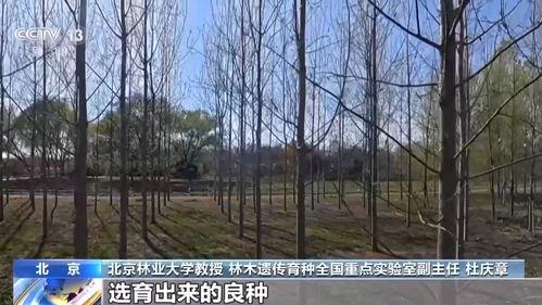 杨柳在线视频,探寻自然之美，感受生命律动